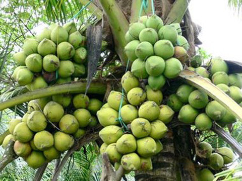 Cumple estándares internacionales zona de cultivo de coco orgánico vietnamita ảnh 1 Cumple estándares internacionales zona de cultivo de coco orgánico vietnamita ảnh 1
