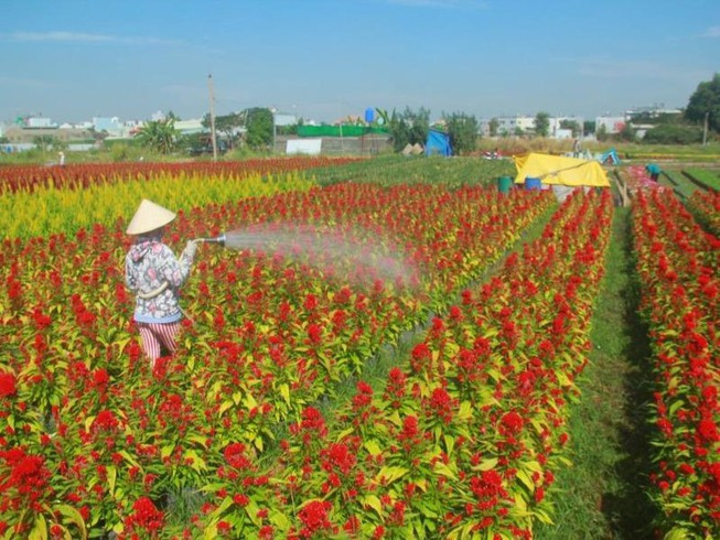 Ocupadas aldeas de flores de Ciudad Ho Chi Minh para satisfacer demanda del Tet ảnh 1