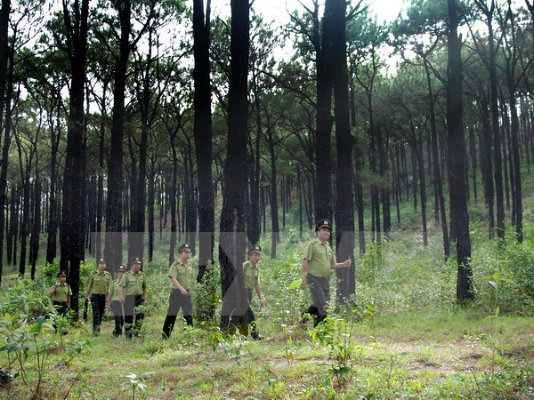 Une Vietnam a la red internacional de gestión forestal sostenible ảnh 1 Une Vietnam a la red internacional de gestión forestal sostenible ảnh 1