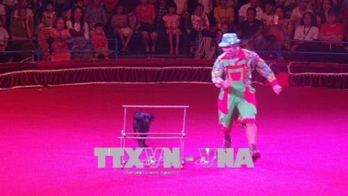 Celebrarán en Ciudad Ho Chi Minh Gala Internacional de Circo 2020 ảnh 1 Celebrarán en Ciudad Ho Chi Minh Gala Internacional de Circo 2020 ảnh 1