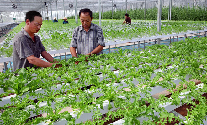 Fija Vietnam meta de lograr 42 mil millones de dólares de exportaciones agrícolas en 2020 ảnh 1 Fija Vietnam meta de lograr 42 mil millones de dólares de exportaciones agrícolas en 2020 ảnh 1