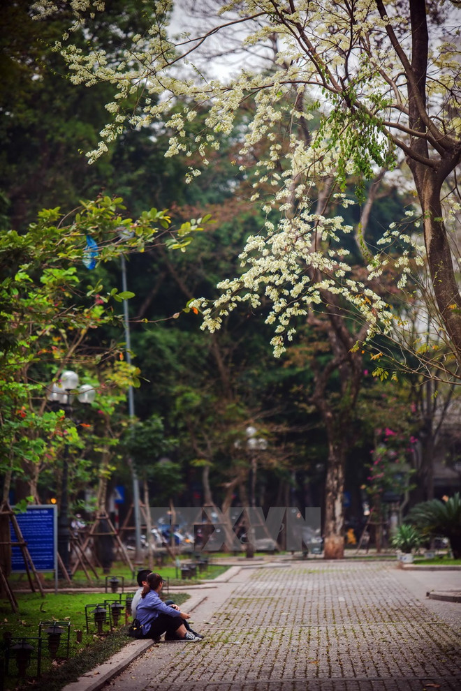 Flores de Sua blanquean el cielo de Hanoi ảnh 5