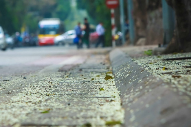 Flores de Sua blanquean el cielo de Hanoi ảnh 3