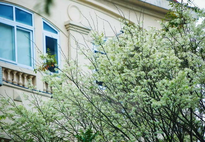 Flores de Sua blanquean el cielo de Hanoi ảnh 4