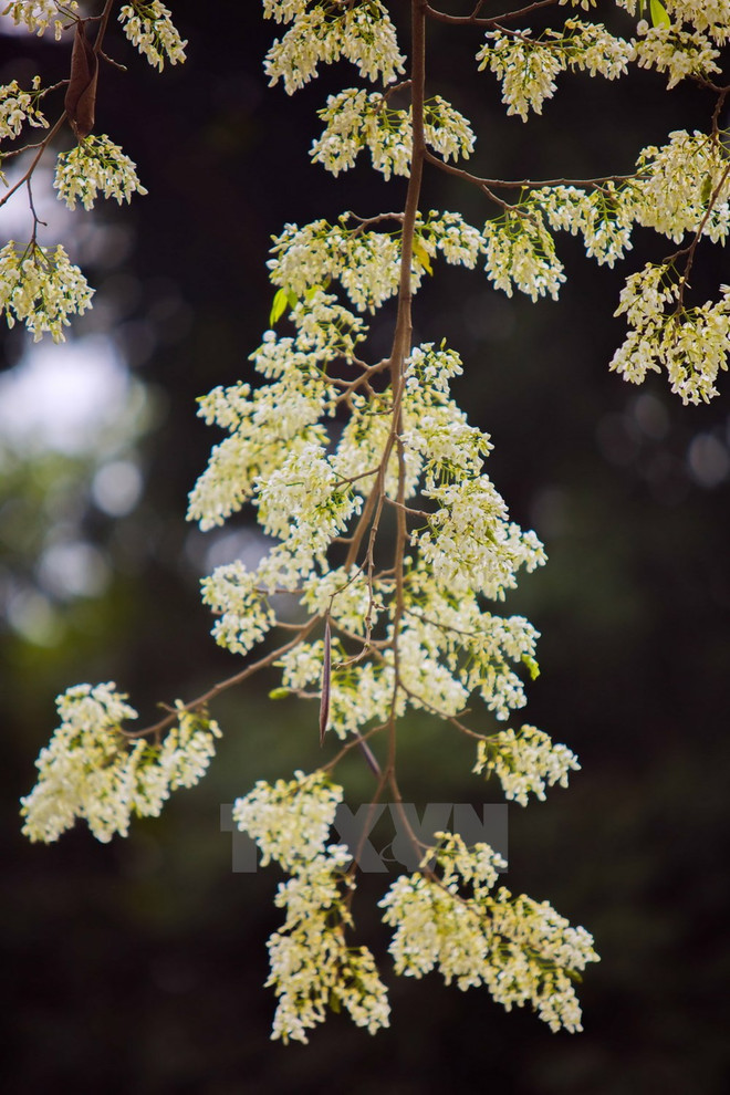 Flores de Sua blanquean el cielo de Hanoi ảnh 1