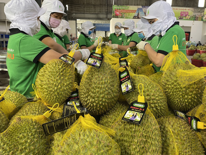 Exportaciones vietnamitas de durián aumentarán ảnh 1 Exportaciones vietnamitas de durián aumentarán ảnh 1