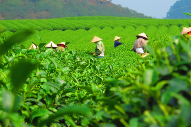 Exportaciones de té vietnamita alcanzan 50 millones de dólares en cuatro meses ảnh 1