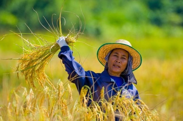 Recomiendan a agricultores tailandeses reducir cultivos de arroz por impactos de El Niño ảnh 1