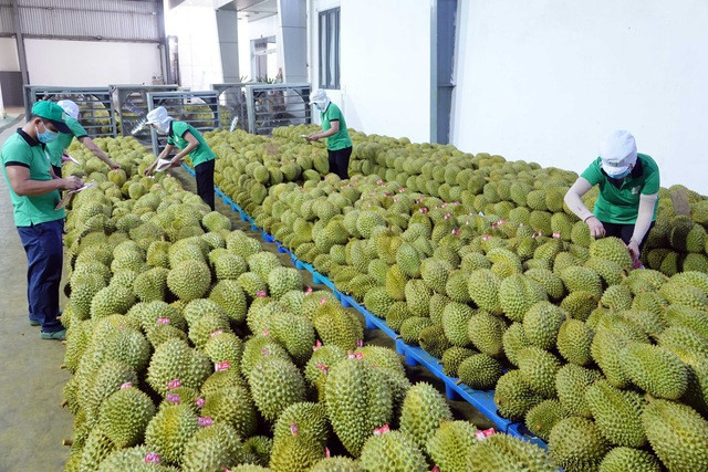 Exportaciones vietnamitas de durián aumentarán ảnh 2 Exportaciones vietnamitas de durián aumentarán ảnh 2