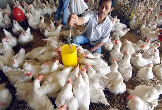 Indonesia exporta pollos vivos a Singapur por primera vez ảnh 1 Indonesia exporta pollos vivos a Singapur por primera vez ảnh 1