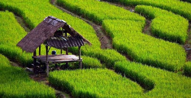 Indonesia prioriza la agricultura moderna y sostenible ảnh 1 Indonesia prioriza la agricultura moderna y sostenible ảnh 1