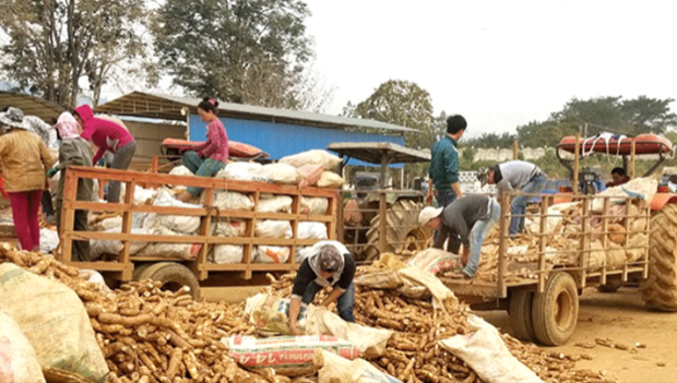 Laos registra aumento súbito en exportaciones de productos agrícolas ảnh 1 Laos registra aumento súbito en exportaciones de productos agrícolas ảnh 1