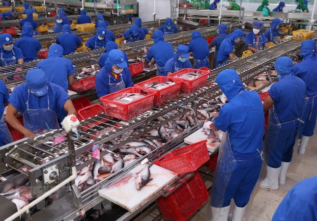 Crecen exportaciones de pescado Tra al Reino Unido ảnh 1 Crecen exportaciones de pescado Tra al Reino Unido ảnh 1