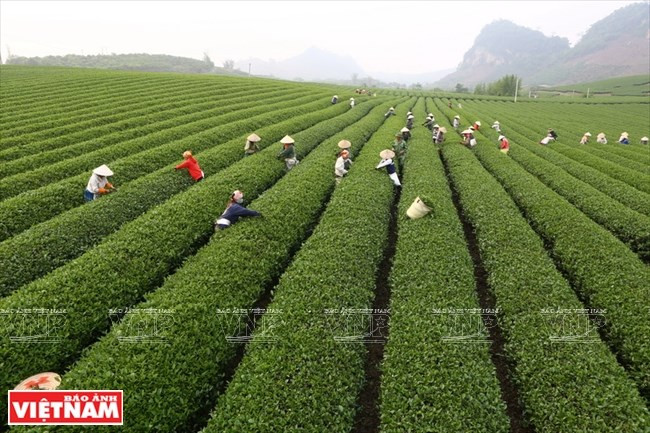Té Shan Tuyet en Ta Xua ảnh 1 Té Shan Tuyet en Ta Xua ảnh 1