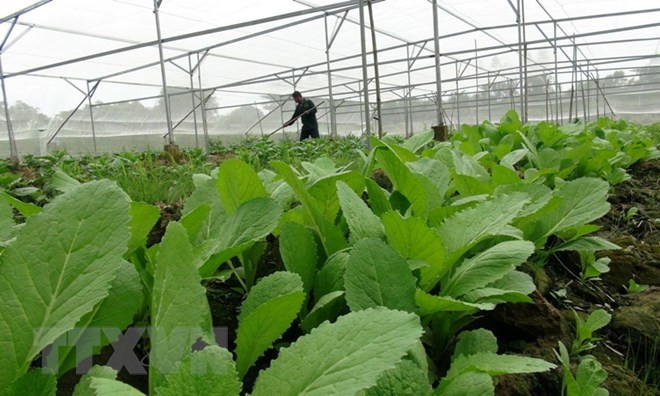 Registran en Vietnam más de 700 cadenas de suministro de productos seguros ảnh 1