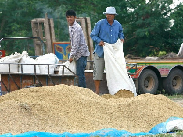 Tailandia recomienda ralentizar producción de arroz ảnh 1