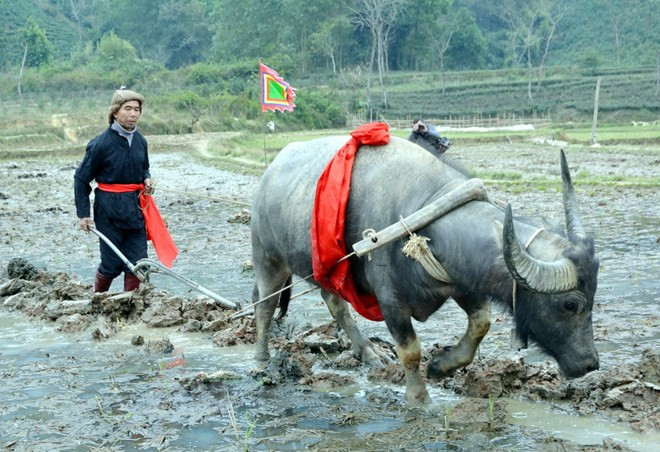 Festival “Long tong”: rasgo particular de la minoría Tay en Vietnam ảnh 1
