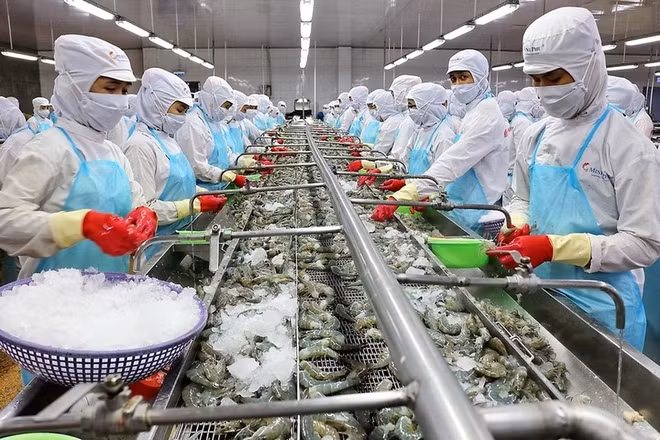 Vietnam registra récord de exportaciones de gambas a Australia ảnh 1