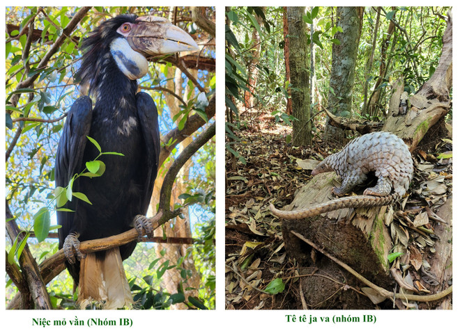 Liberan en bosques naturales 14 especies raras de vida silvestre ảnh 1 Liberan en bosques naturales 14 especies raras de vida silvestre ảnh 1