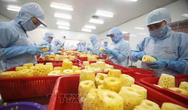 Oportunidades para exportación de productos agrícolas vietnamitas ảnh 1 Oportunidades para exportación de productos agrícolas vietnamitas ảnh 1