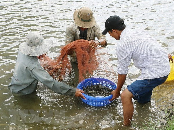 Ben Tre apunta a ganar 1,2 mil millones de dólares de exportaciones de camarones para 2025 ảnh 1 Ben Tre apunta a ganar 1,2 mil millones de dólares de exportaciones de camarones para 2025 ảnh 1