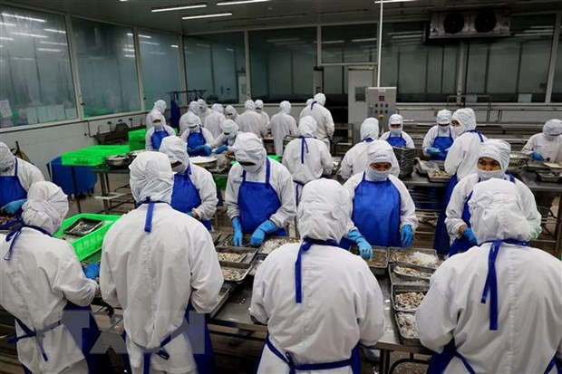 Exportación acuícola de Vietnam alcanza 11 mil millones de dólares en 2022 ảnh 1 Exportación acuícola de Vietnam alcanza 11 mil millones de dólares en 2022 ảnh 1