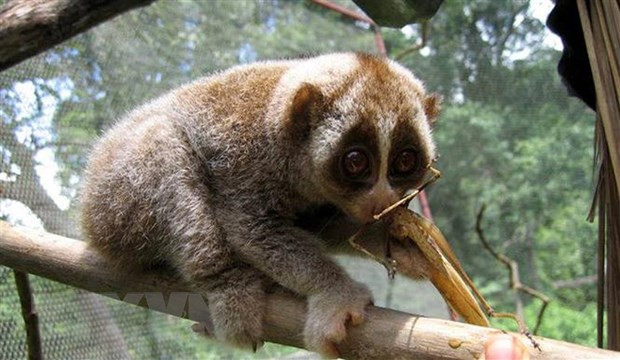 Conservan especies raras de loris en reserva natural de provincia centrovietnamita ảnh 1