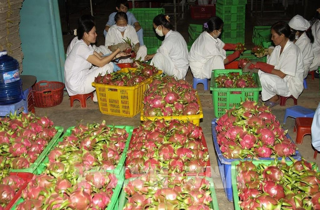 Malasia: Mercado potencial para las exportaciones de Vietnam en etapa postCOVID-19 ảnh 1 Malasia: Mercado potencial para las exportaciones de Vietnam en etapa postCOVID-19 ảnh 1