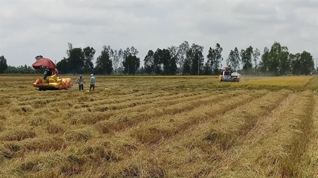 Provincia vietnamita de Bac Lieu expande cultivo de las mejores variedades de arroz del mundo ảnh 1 Provincia vietnamita de Bac Lieu expande cultivo de las mejores variedades de arroz del mundo ảnh 1