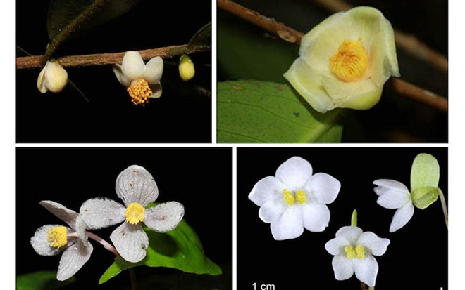Descubren cuatro nuevas especies de plantas en el parque vietnamita de Bidoup-Nui Ba ảnh 1 Descubren cuatro nuevas especies de plantas en el parque vietnamita de Bidoup-Nui Ba ảnh 1