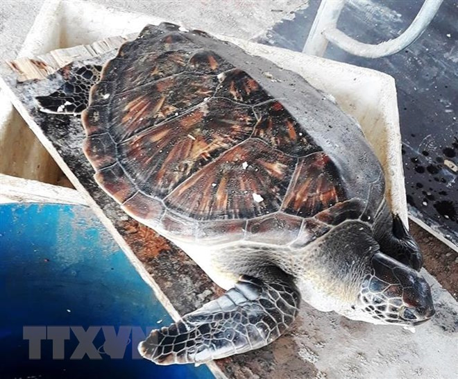 Rescatan golfina rara en provincia centrovietnamita de Quang Binh ảnh 1