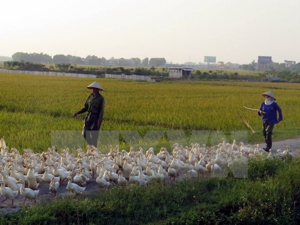 Detectan brote de gripe aviar A/H5N6 en Nam Dinh ảnh 1 Detectan brote de gripe aviar A/H5N6 en Nam Dinh ảnh 1