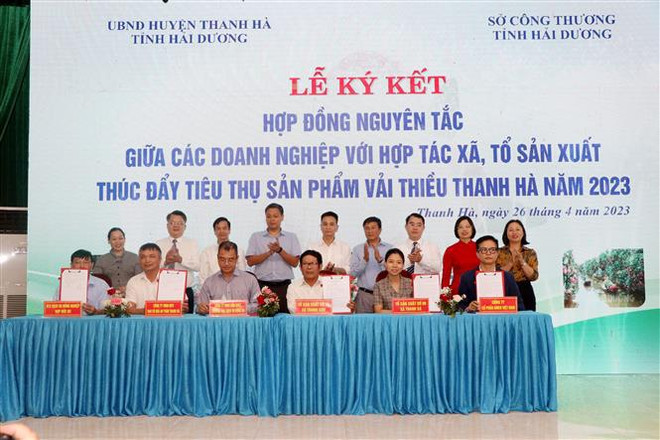 Provincia vietnamita busca promover consumo de lichi ảnh 2 Provincia vietnamita busca promover consumo de lichi ảnh 2