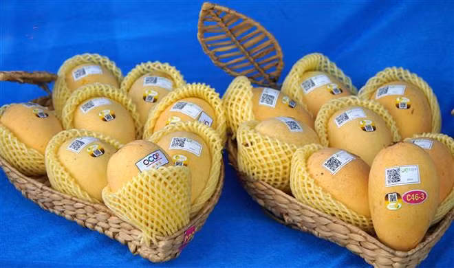 Vietnam, tercer proveedor de mango de Corea del Sur ảnh 1