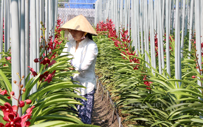 Ciudad Ho Chi Minh mejora capacidad de producción de flores y plantas ornamentales para exportación ảnh 1 Ciudad Ho Chi Minh mejora capacidad de producción de flores y plantas ornamentales para exportación ảnh 1