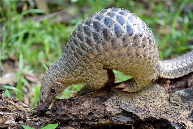 Liberan en Vietnam cientos animales salvajes a hábitat natural ảnh 1 Liberan en Vietnam cientos animales salvajes a hábitat natural ảnh 1