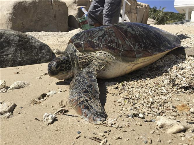 Devuelven a la naturaleza en Vietnam tortuga rara en peligro de extinción ảnh 1 Devuelven a la naturaleza en Vietnam tortuga rara en peligro de extinción ảnh 1