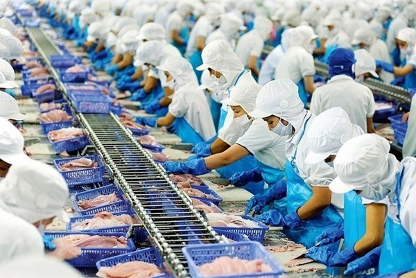 Exportaciones de pescado Tra vietnamita a UE se recuperan ảnh 1 Exportaciones de pescado Tra vietnamita a UE se recuperan ảnh 1
