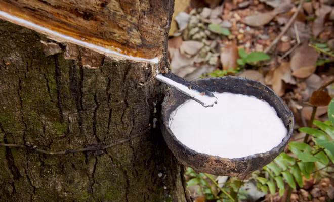 Vietnam, tercer mayor proveedor de caucho a Corea del Sur ảnh 1