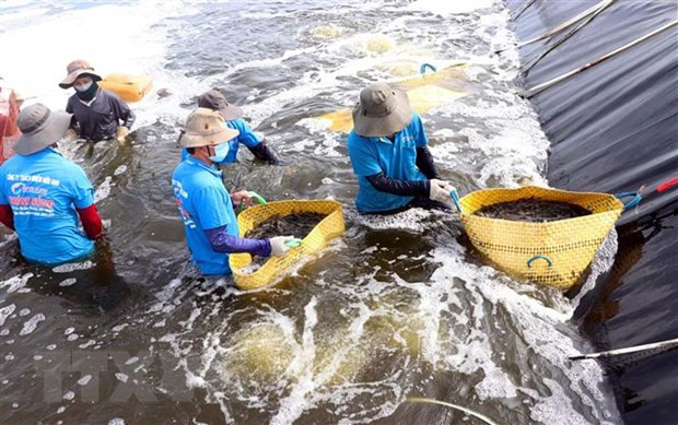 Camarón vietnamita presente en 103 mercados ảnh 1 Camarón vietnamita presente en 103 mercados ảnh 1