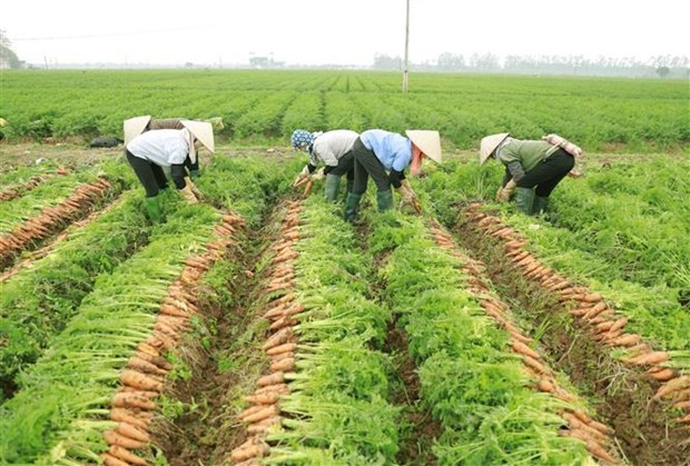 Empresas vietnamitas buscan impulsar exportaciones a Japón ảnh 1 Empresas vietnamitas buscan impulsar exportaciones a Japón ảnh 1