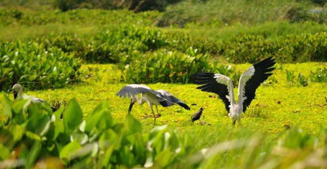 Parque nacional U Minh Thuong, destino de ecoturismo hospitalario en Vietnam ảnh 2