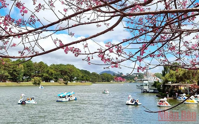 Da Lat entre destinos favoritos del mundo para contemplar flores ảnh 1 Da Lat entre destinos favoritos del mundo para contemplar flores ảnh 1