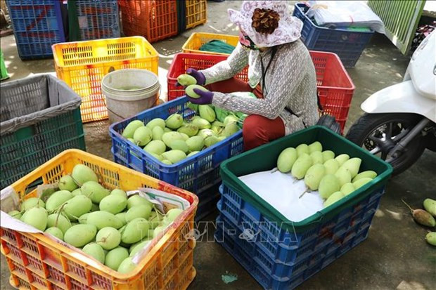 Buen ritmo para exportaciones de mango de Vietnam ảnh 1 Buen ritmo para exportaciones de mango de Vietnam ảnh 1
