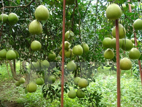 Pomelos de Tan Trieu afianzan posición en mercado nacional e internacional ảnh 1 Pomelos de Tan Trieu afianzan posición en mercado nacional e internacional ảnh 1