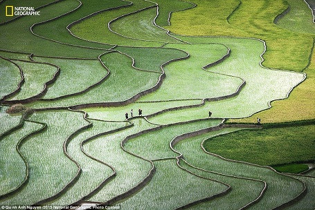 Foto de terrazas vietnamitas entre las más bellas de concurso mundial ảnh 1 Foto de terrazas vietnamitas entre las más bellas de concurso mundial ảnh 1