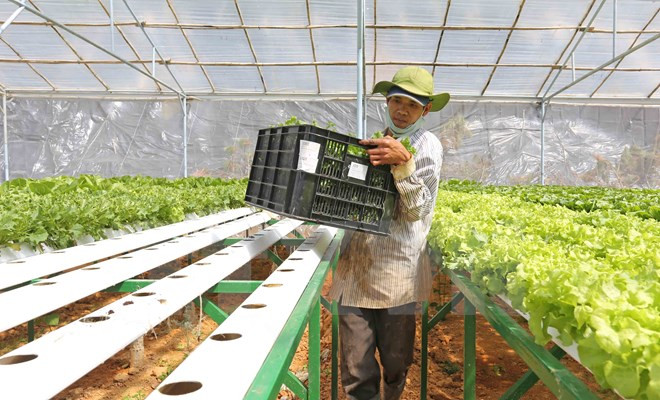 Compañía japonesa interesada en producción agrícola en Ha Nam ảnh 1 Compañía japonesa interesada en producción agrícola en Ha Nam ảnh 1