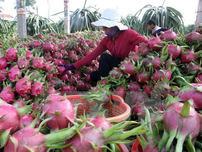 Oportunidades de exportación agrícola vietnamita a Sudcorea ảnh 1 Oportunidades de exportación agrícola vietnamita a Sudcorea ảnh 1