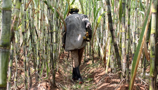 Indonesia se esfuerza para producir 1,2 millones de toneladas de azúcar en 2017 ảnh 1 Indonesia se esfuerza para producir 1,2 millones de toneladas de azúcar en 2017 ảnh 1