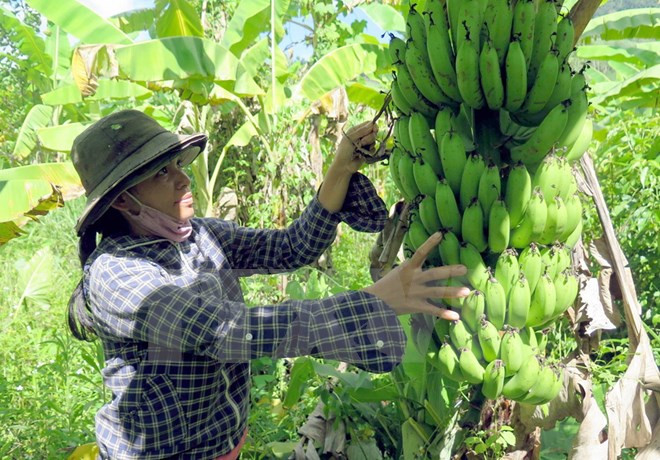 Vietnam exporta plátano a Dubái ảnh 1